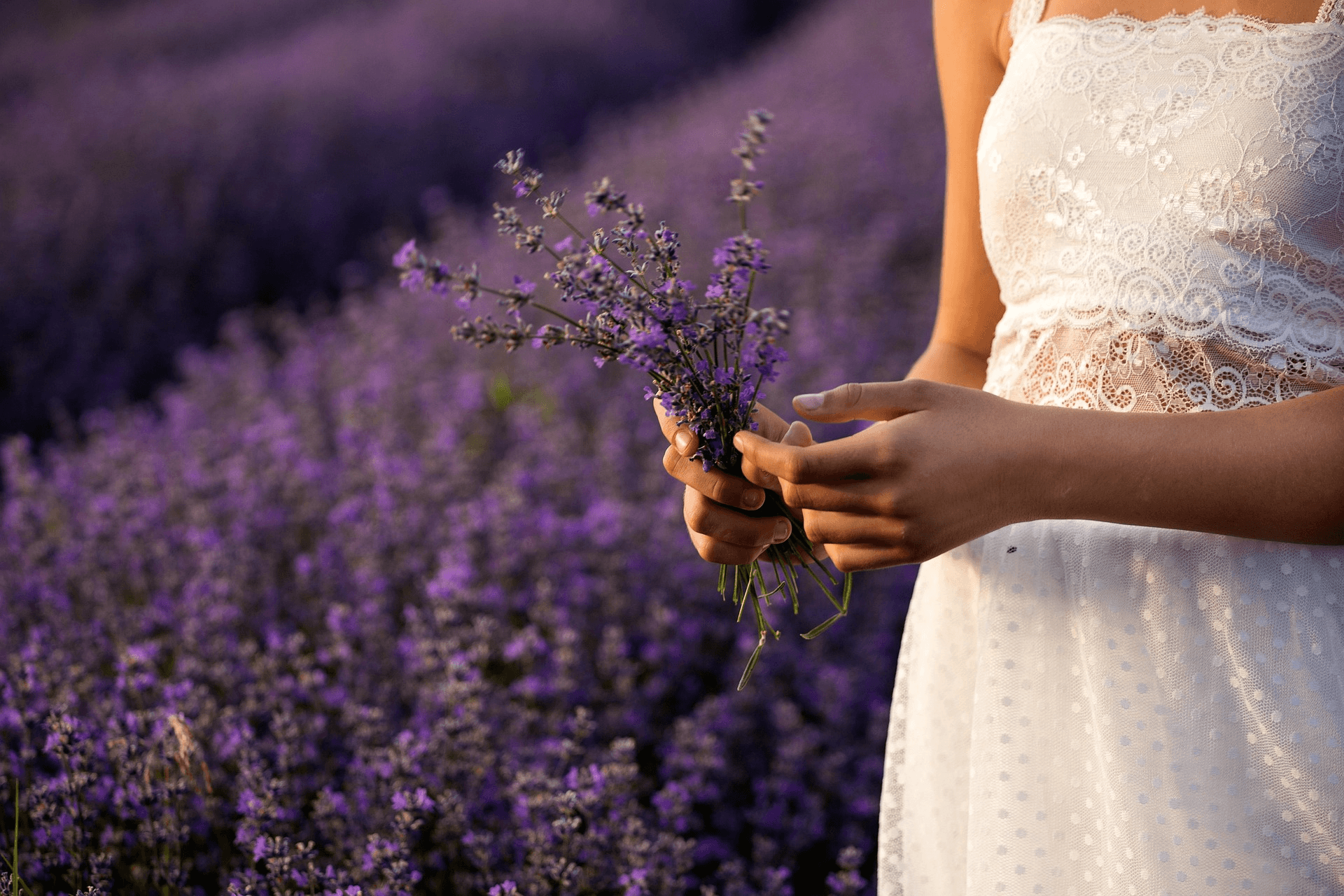 Lavender in Hand