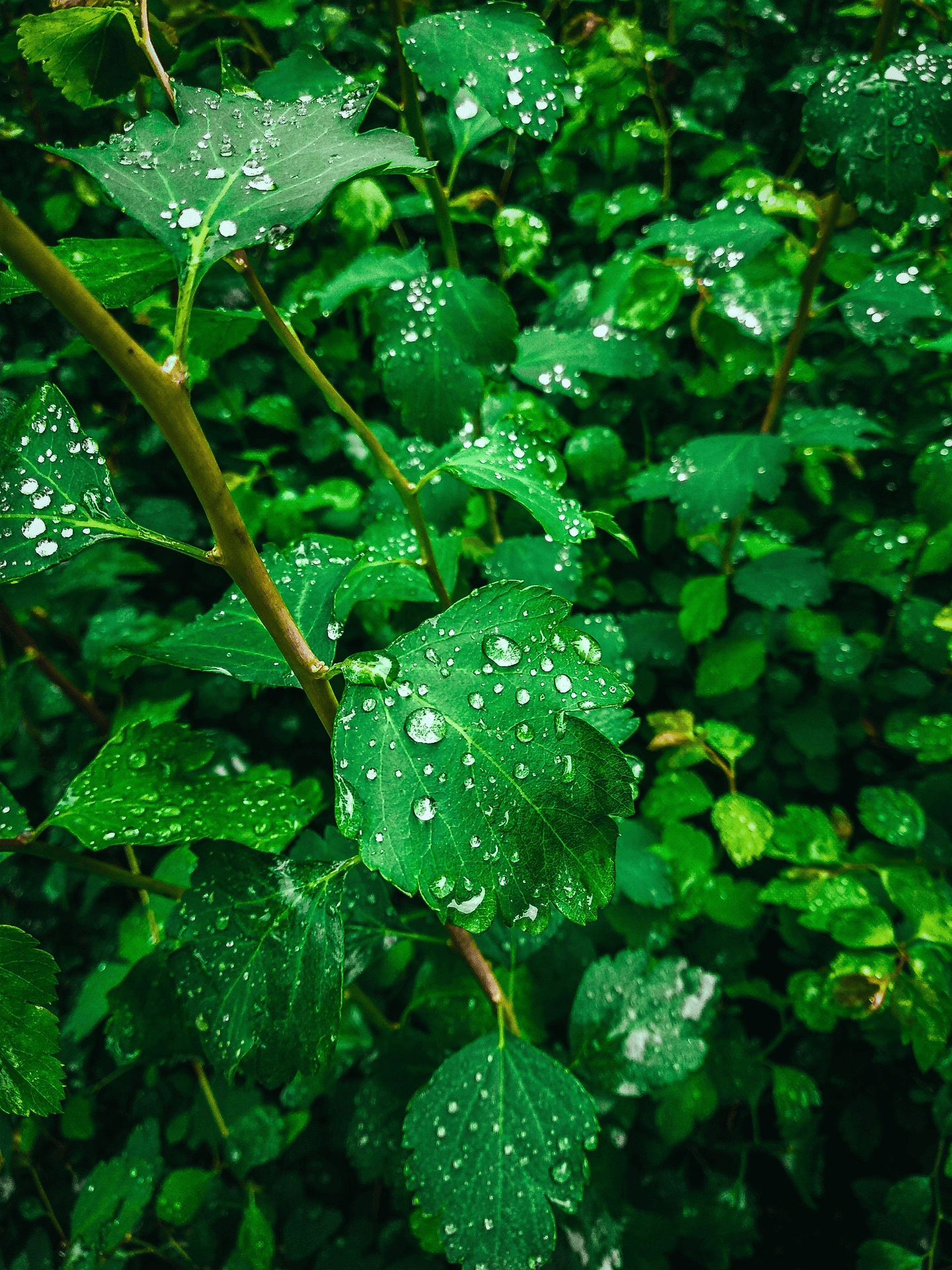 Morning Dew on Leaves